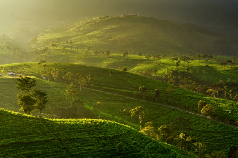Kebun Teh Kemuning
